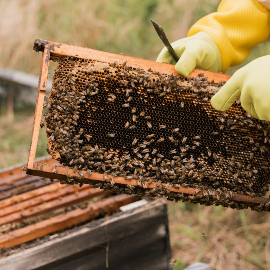 Harmonizações com Mel Flores Silvestres